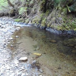 渓流ミノーイング